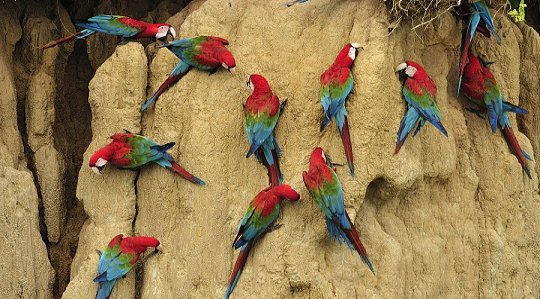 Macaw Clay Lick