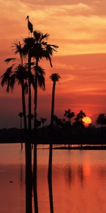 Los-Llanos-del-Orinoco